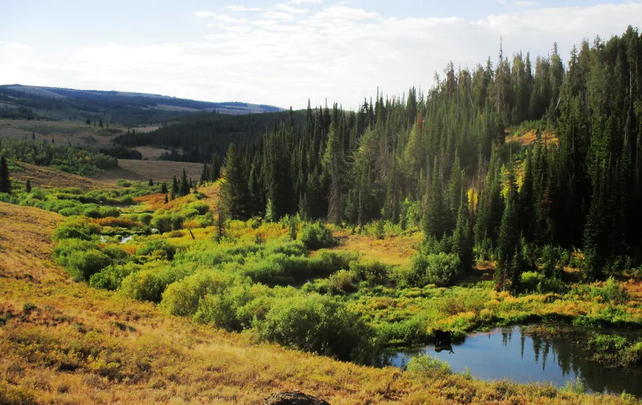 Cow moose enjoying a morning drink of water in a beaver pond in Sawtooth National Forest